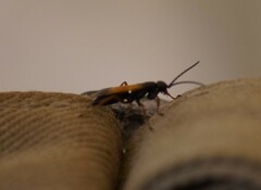 Priocnemis conformis