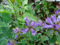 Campanula