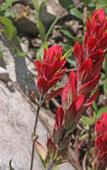 Castilleja rhexiifolia