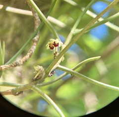 Luisia teretifolia
