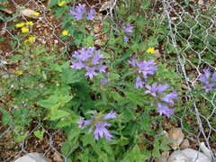 Campanula lingulata