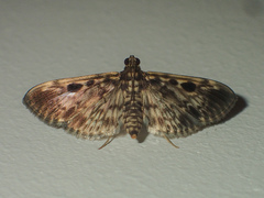 Rhimphaliodes macrostigma