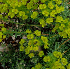 Euphorbia cyparissias