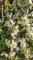 Leptospermum scoparium