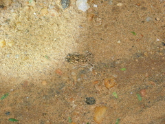 Duttaphrynus melanostictus