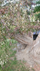 Leptospermum scoparium