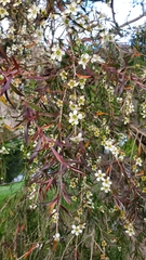 Leptospermum scoparium