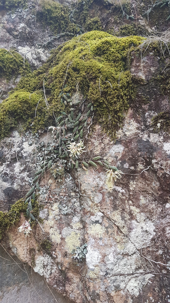 Dendrobium cucumerinum Macleay ex Lindl. 3