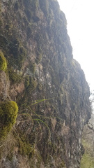 Dendrobium cucumerinum