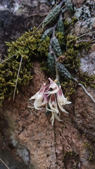 Dendrobium cucumerinum