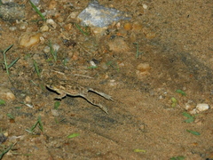 Duttaphrynus melanostictus