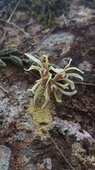 Dendrobium cucumerinum