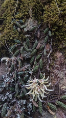 Dendrobium cucumerinum
