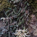 Dendrobium cucumerinum - Photo (c) Sofia Zvolanek, algunos derechos reservados (CC BY), subido por Sofia Zvolanek