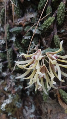 Dendrobium cucumerinum