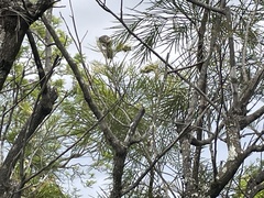 Anthochaera carunculata