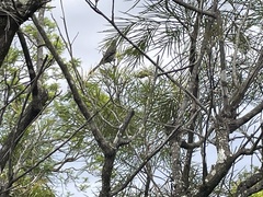 Anthochaera carunculata