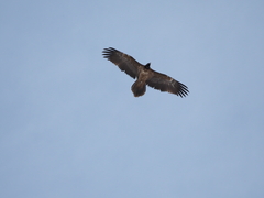 Gypaetus barbatus barbatus