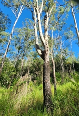 Corymbia tessellaris
