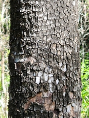 Corymbia tessellaris