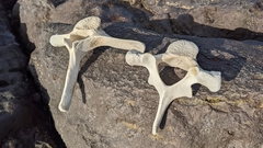 Delphinidae