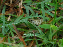 Taractrocera maevius