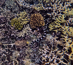 Laticauda saintgironsi