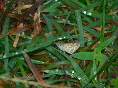 Taractrocera maevius