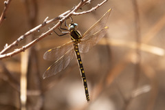 Synthemis eustalacta
