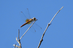 Aethriamanta nymphaeae