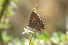 Paralucia pyrodiscus lucida