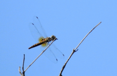 Aethriamanta nymphaeae