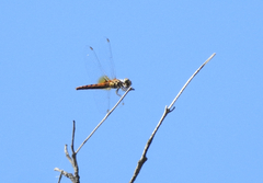 Aethriamanta nymphaeae