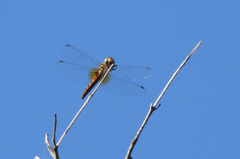 Aethriamanta nymphaeae