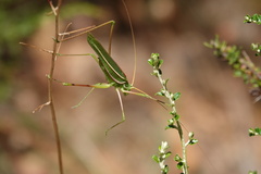 Tinzeda sororoides
