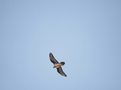 Gypaetus barbatus barbatus