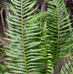 Blechnum nudum