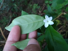 Rauvolfia verticillata