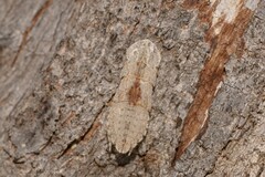 Ledromorpha planirostris