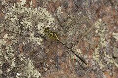 Austrogomphus guerini