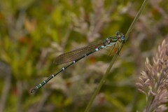 Austrolestes cingulatus