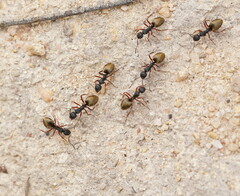 Dolichoderus doriae