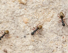Dolichoderus doriae