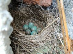 Turdus atrogularis