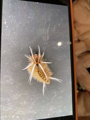 Halysidota cinctipes