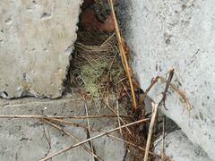 Turdus atrogularis