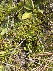 Wahlenbergia albomarginata