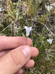 Wahlenbergia albomarginata