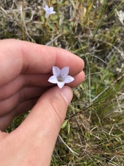 Wahlenbergia albomarginata