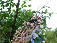 Hycleus biundulatus